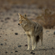 The Department of Agriculture Killed 1.2 Million Wild Animals Last Year